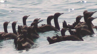 Socotra Cormorant