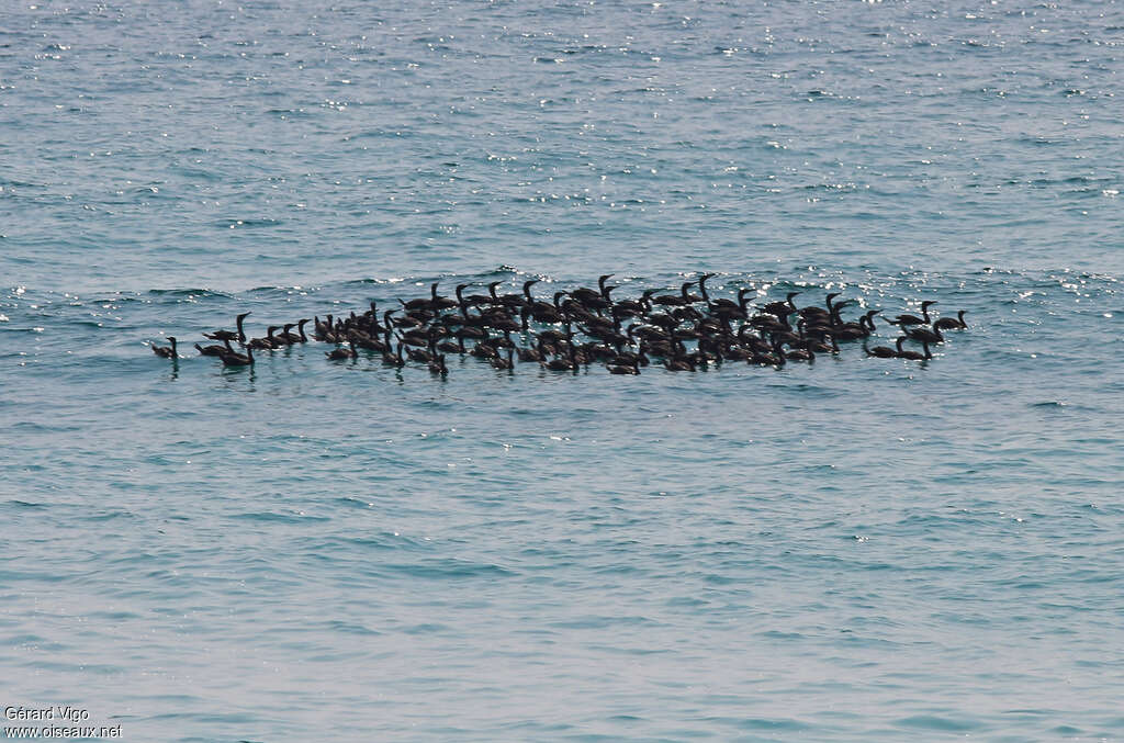 Cormoran de Socotra, Comportement