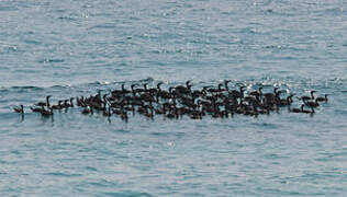 Socotra Cormorant