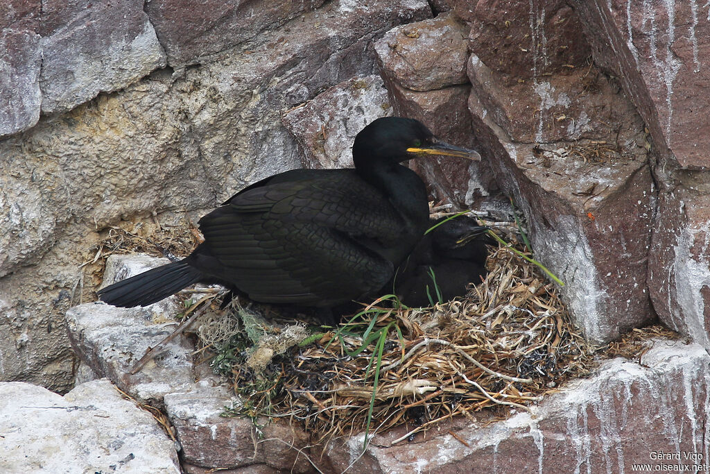 European Shagadult, Reproduction-nesting