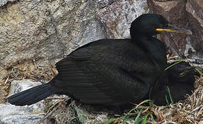 European Shag