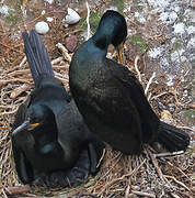 European Shag