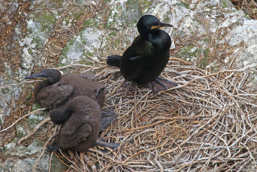 Cormoran huppéPoussin