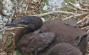 European Shag