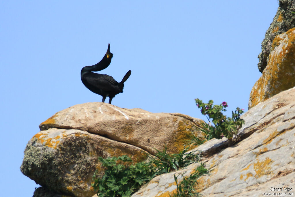 European Shag male adult breeding, courting display