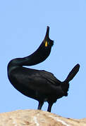 European Shag