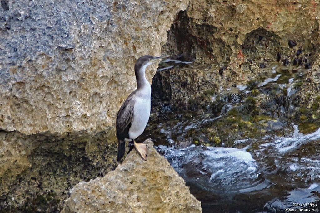 Cormoran huppéjuvénile