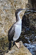 European Shag