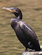 Neotropic Cormorant