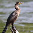 Cormoran vigua