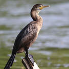 Cormoran vigua