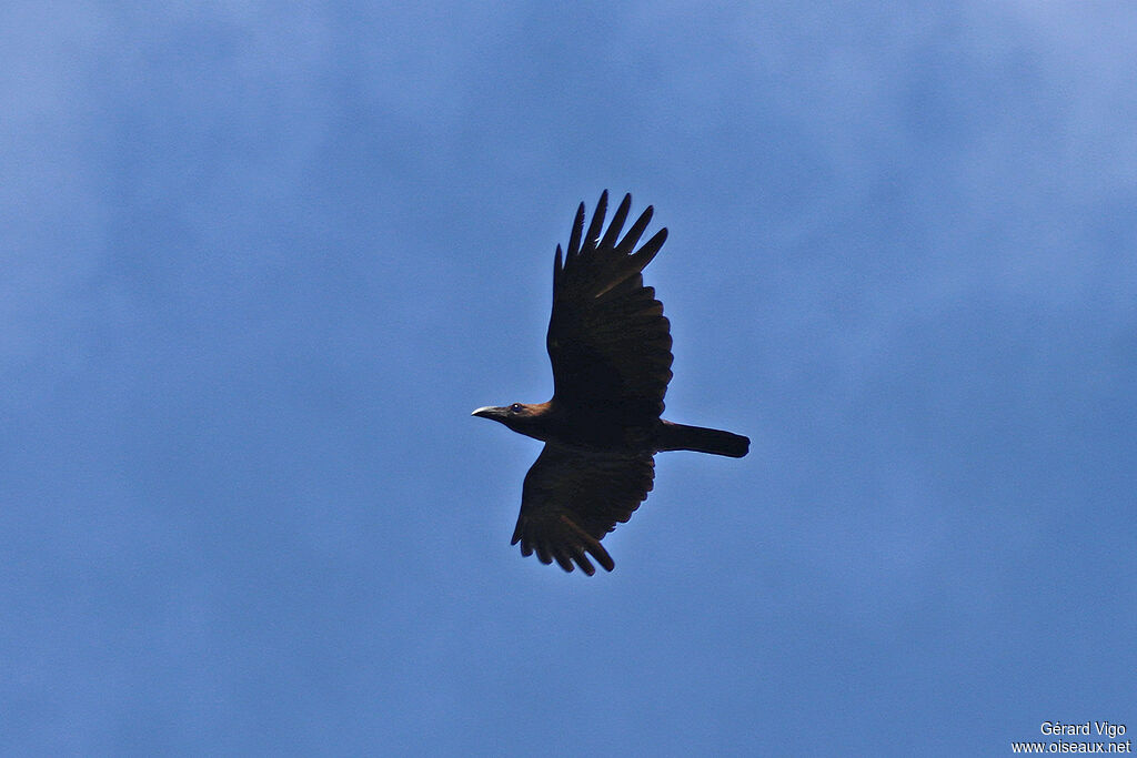 Brown-headed Crowadult, Flight