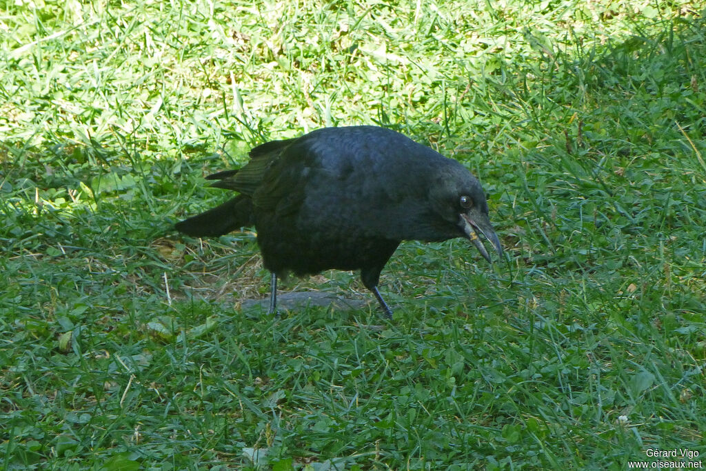 American Crowadult