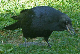 American Crow