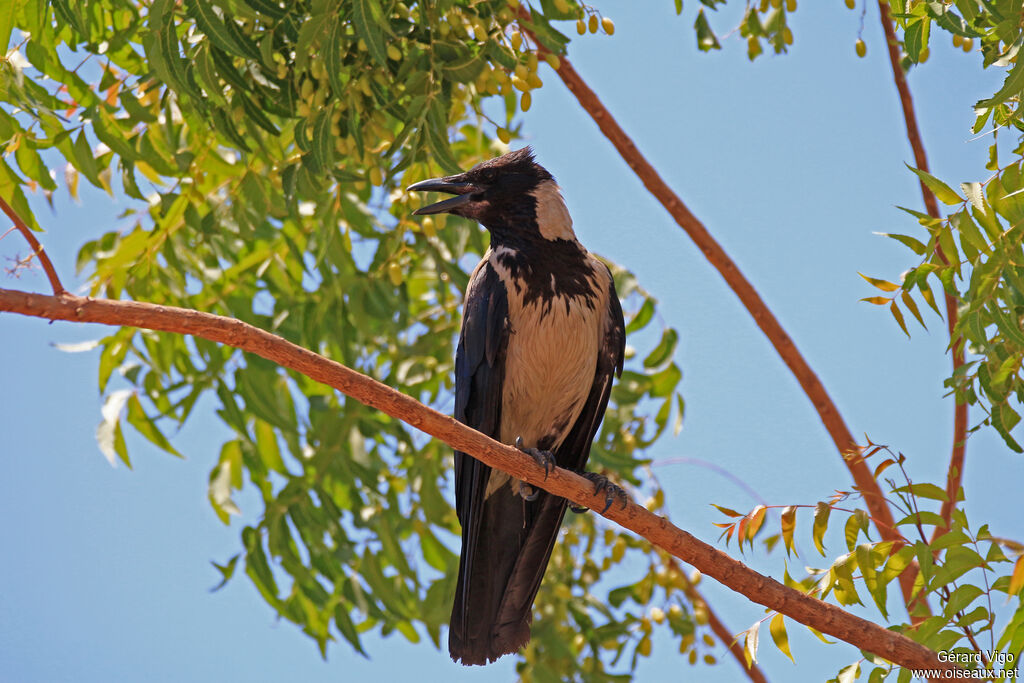 Hooded Crowadult