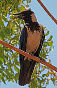 Hooded Crow