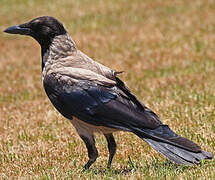 Hooded Crow