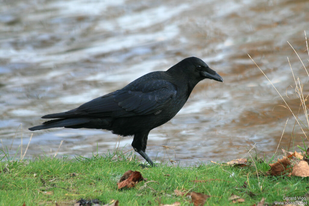 Carrion Crowadult