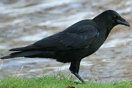 Carrion Crow