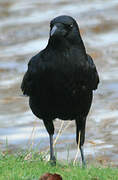 Carrion Crow