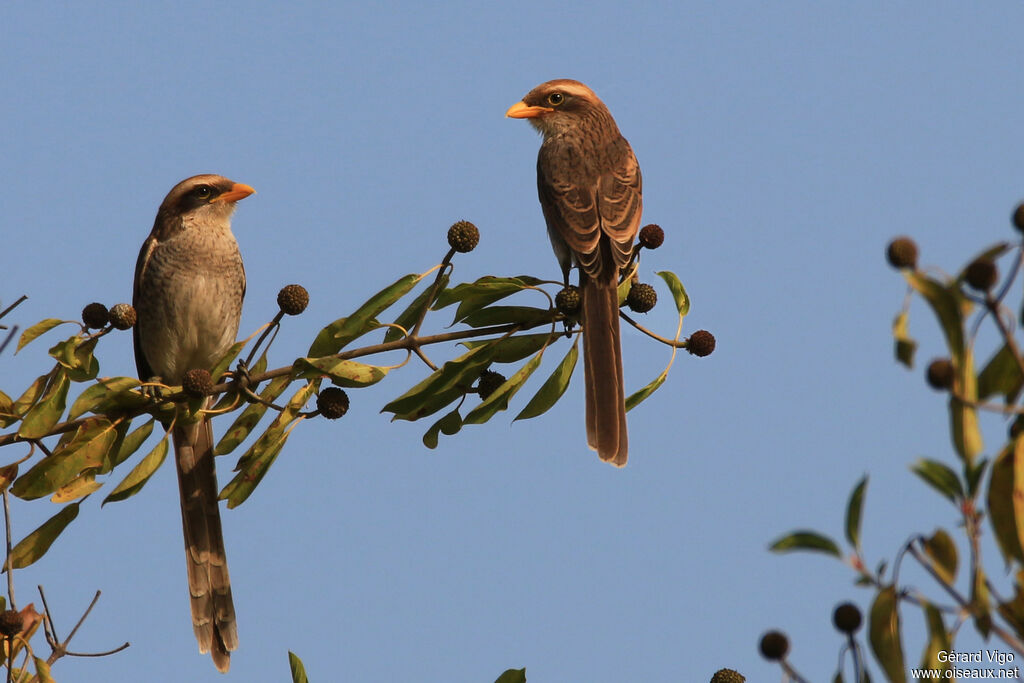 Yellow-billed Shrikeadult