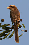 Yellow-billed Shrike