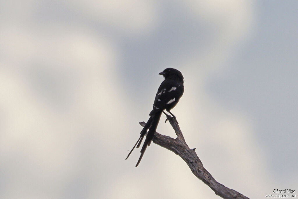 Magpie Shrike