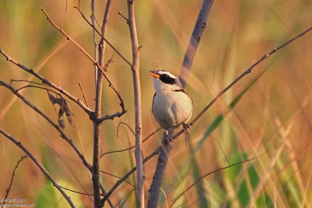 Black-masked Finchadult