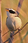 Black-masked Finch