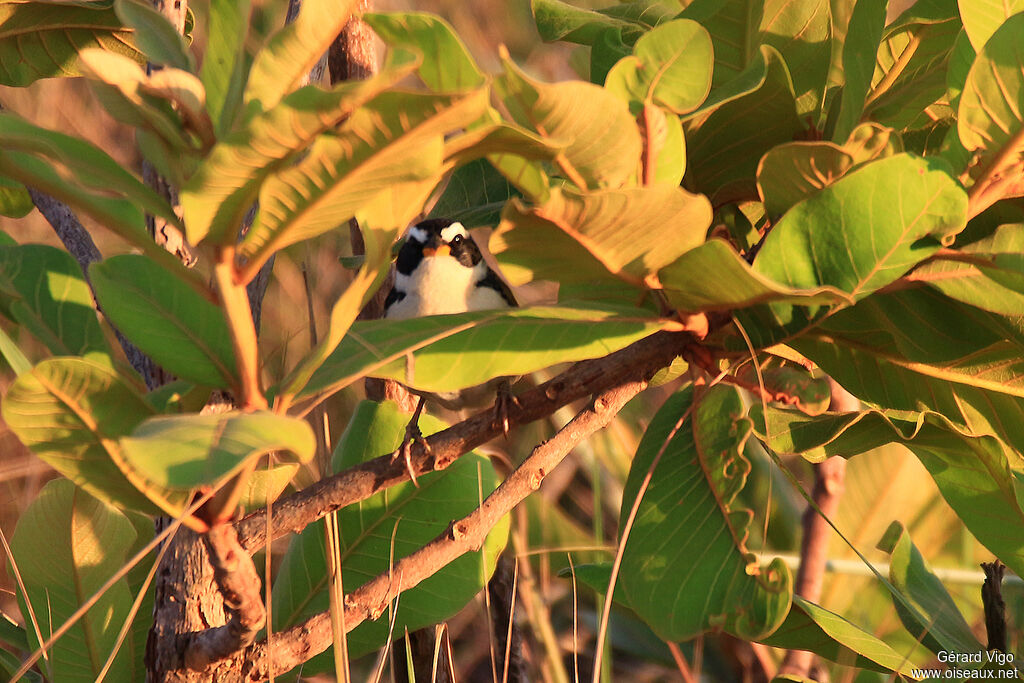 Black-masked Finchadult