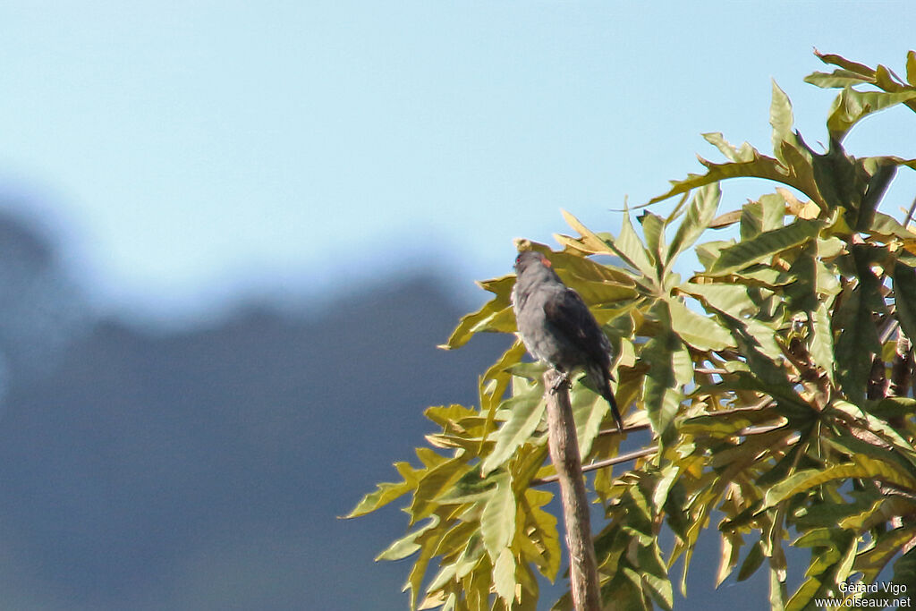 Cotinga à huppe rougeadulte