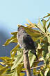 Cotinga à huppe rouge