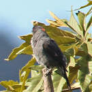 Cotinga à huppe rouge