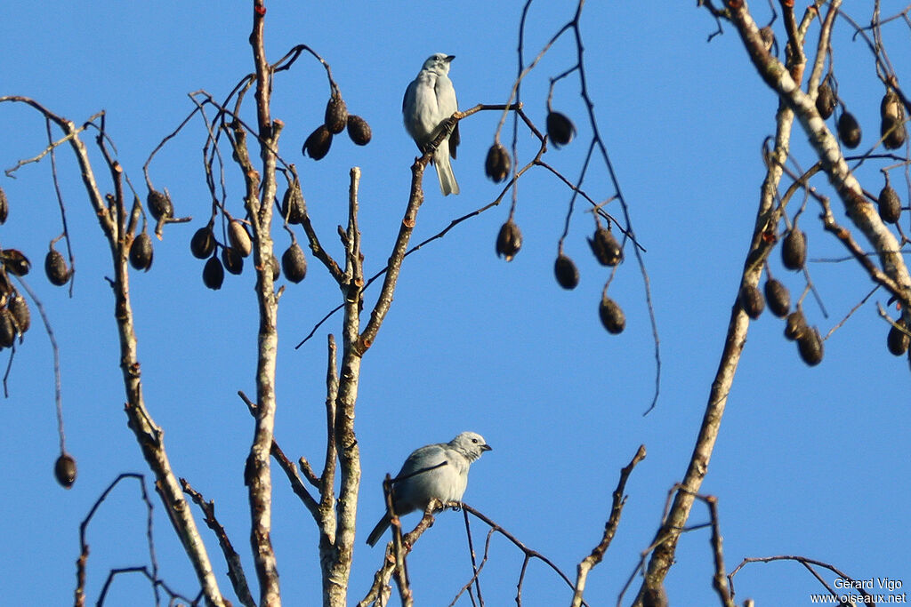 Cotinga neigeuxadulte