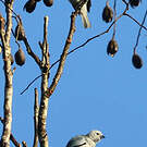 Cotinga neigeux