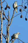 Cotinga neigeux