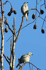 Cotinga neigeux