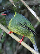 Green-and-black Fruiteater