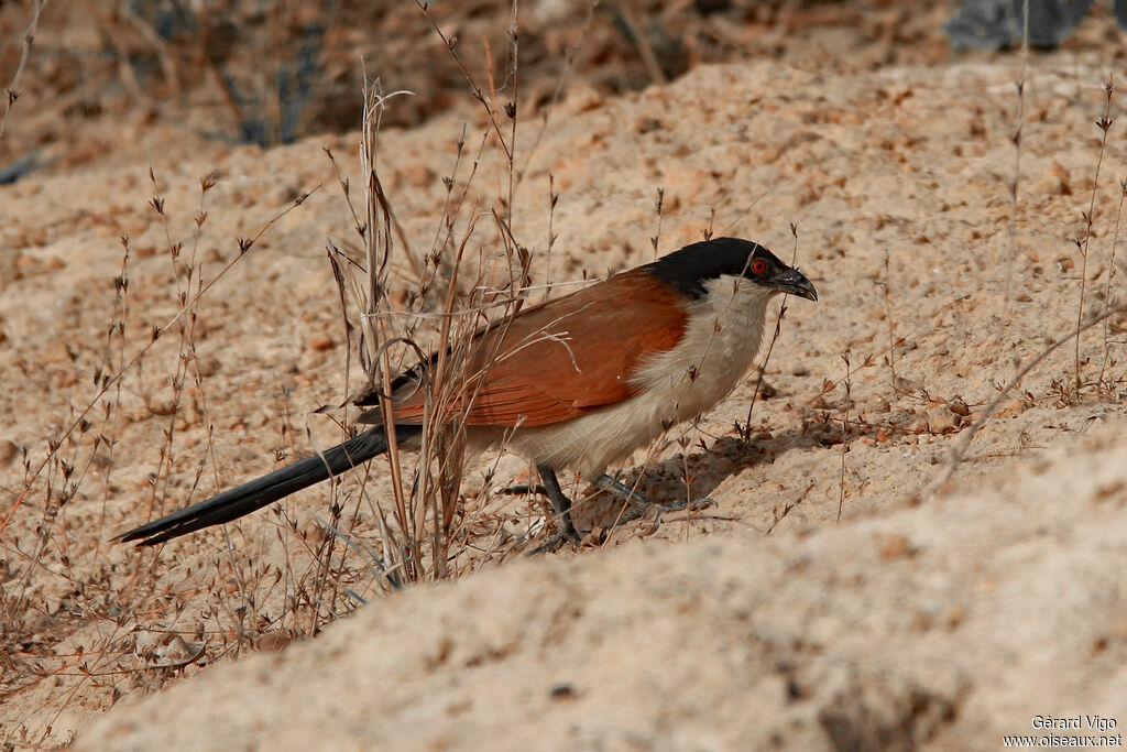 Coucal du Sénégaladulte