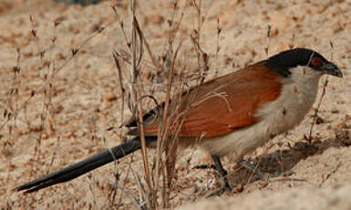 Coucal du Sénégal