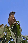 Brush Cuckoo