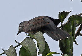 Brush Cuckoo