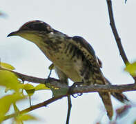 Diederik Cuckoo