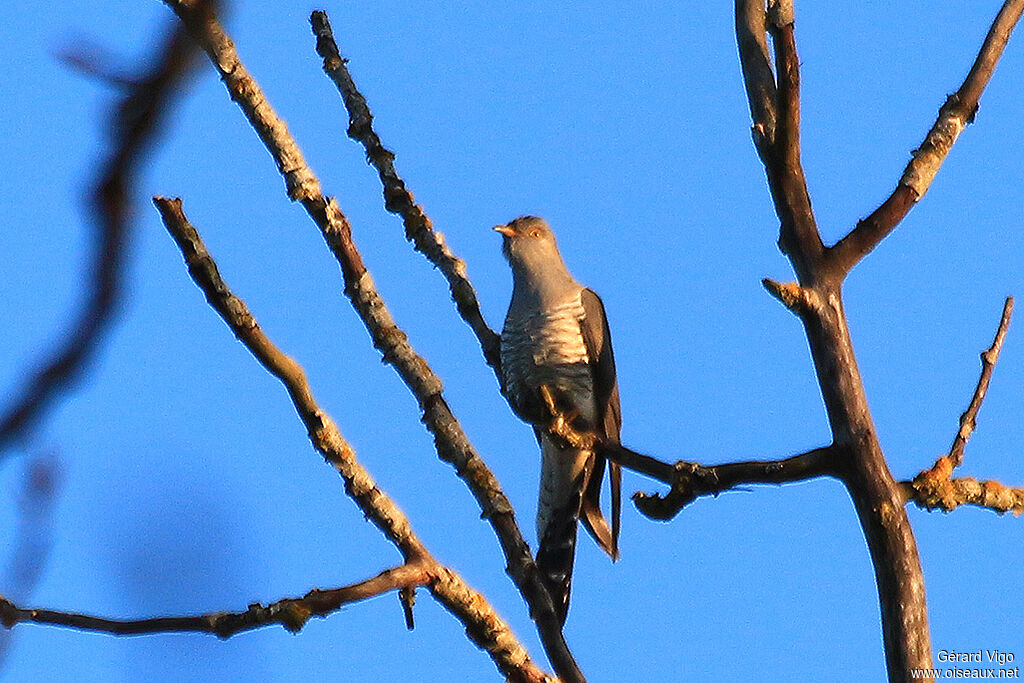 Common Cuckoo male adult