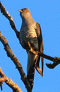 Common Cuckoo