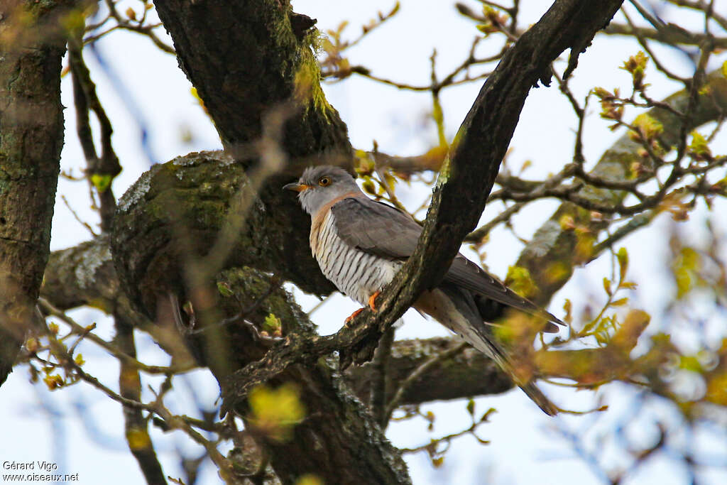 Coucou gris femelle adulte nuptial, identification