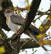 Common Cuckoo