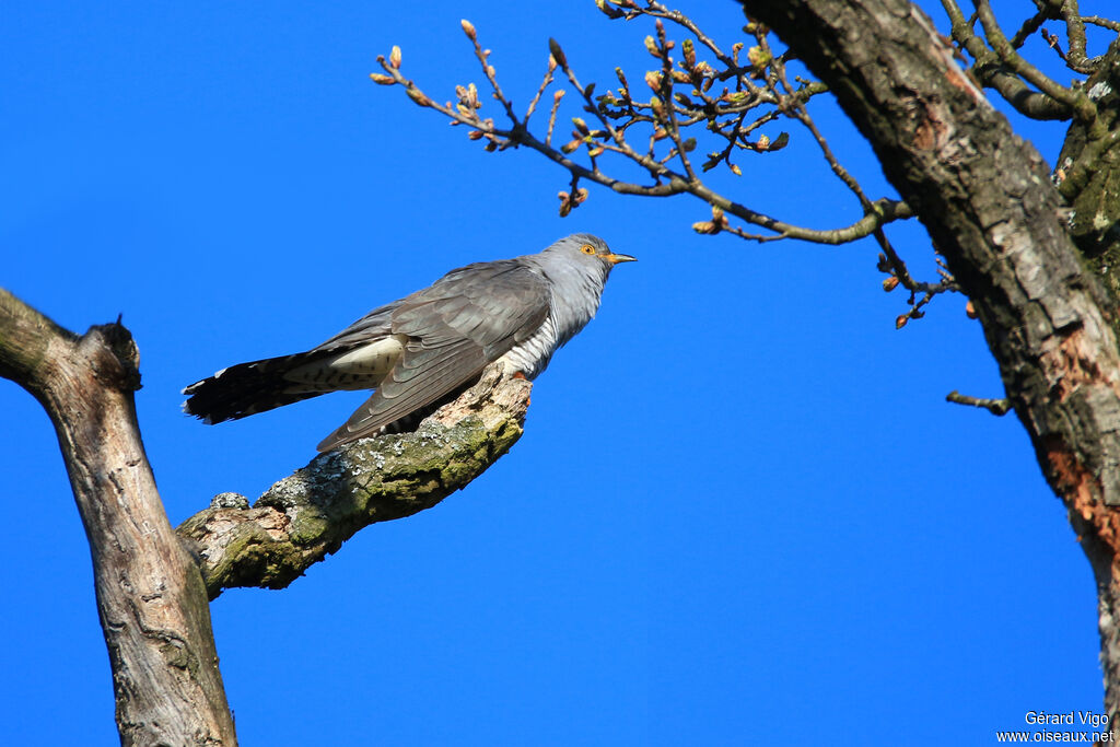 Coucou gris mâle adulte