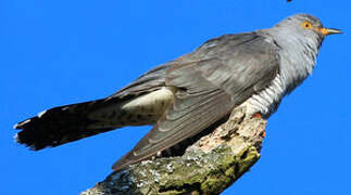 Common Cuckoo