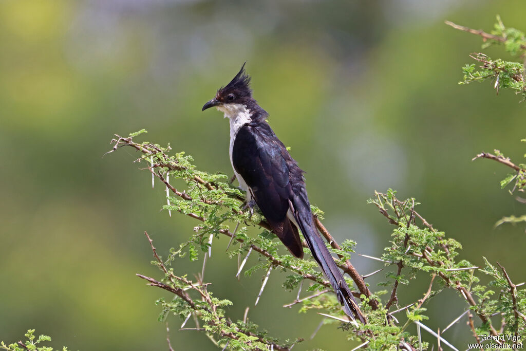 Jacobin Cuckoo